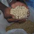 Millions of farmers in West and Central Africa could benefit from a method of storing cowpea, an African staple, after a study provided an important insight into how the method works. <a href="https://worldfamilyonline.org/better-understanding-of-cowpea-weevil-could-improve-storage/#more-'" class="more-link">more »</a>