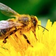 By Dave Goulson November 8, 2013           We could not have tried harder to wipe out the invaluable pollinator, writes Dave Goulson @Reuters Biologists have been <a href="https://worldfamilyonline.org/there-is-no-plan-bee-for-when-we-run-out-of-pollinators/#more-'" class="more-link">more »</a>