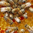 Harvard study shows neonicotionoids are devastating colonies by triggering colony collapse disorder Damian Carrington, theguardian.com, 9 May 2014             Scientists found bees from six of <a href="https://worldfamilyonline.org/honeybees-abandoning-hives-and-dying-due-to-insecticide-use-research-finds/#more-'" class="more-link">more »</a>